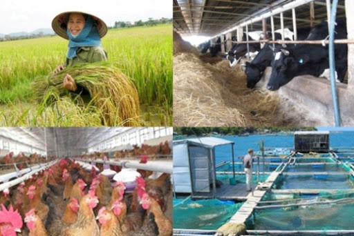 Bảo hiểm nông nghiệp: Yếu tố để phát triển bền vững
